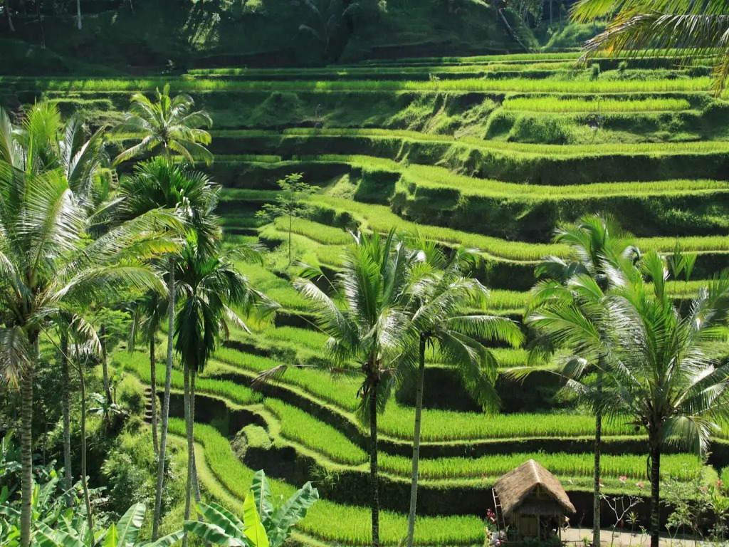Narendra Private Villa Ubud