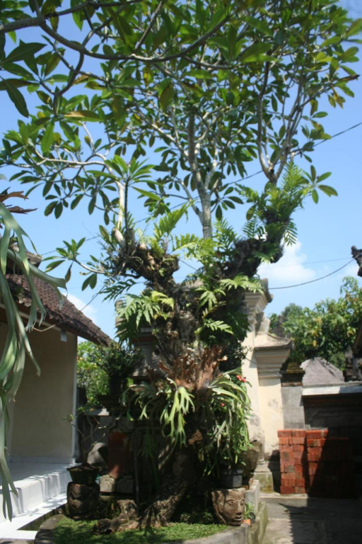 Ari House