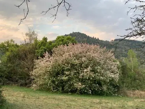 Laragh-on-Hogsback