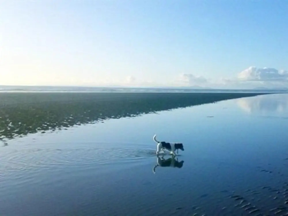 White Ocean