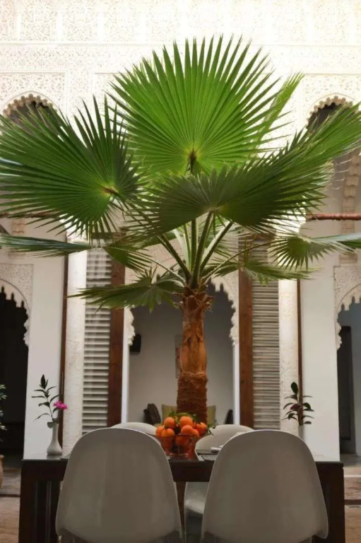 Riad Dar Lalzohra