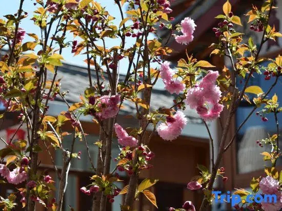 LiJiang Shiningland Resort Hotel（Lijiang Old Town）