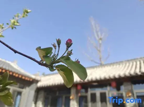 Beijing Old House Memory Homestay