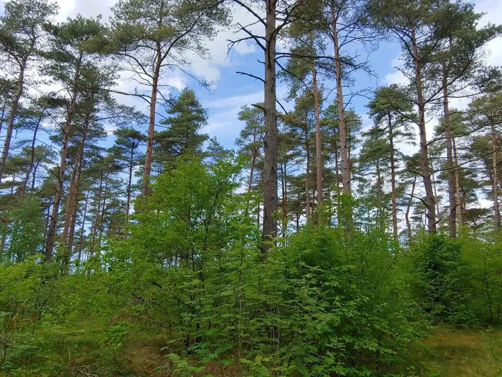 6 Person Holiday Home in Oksbol
