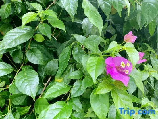 Zhangjiajie Xianlv Residential Accommodation (Wulingyuan National Scenic Spot Scenic Spot Store)