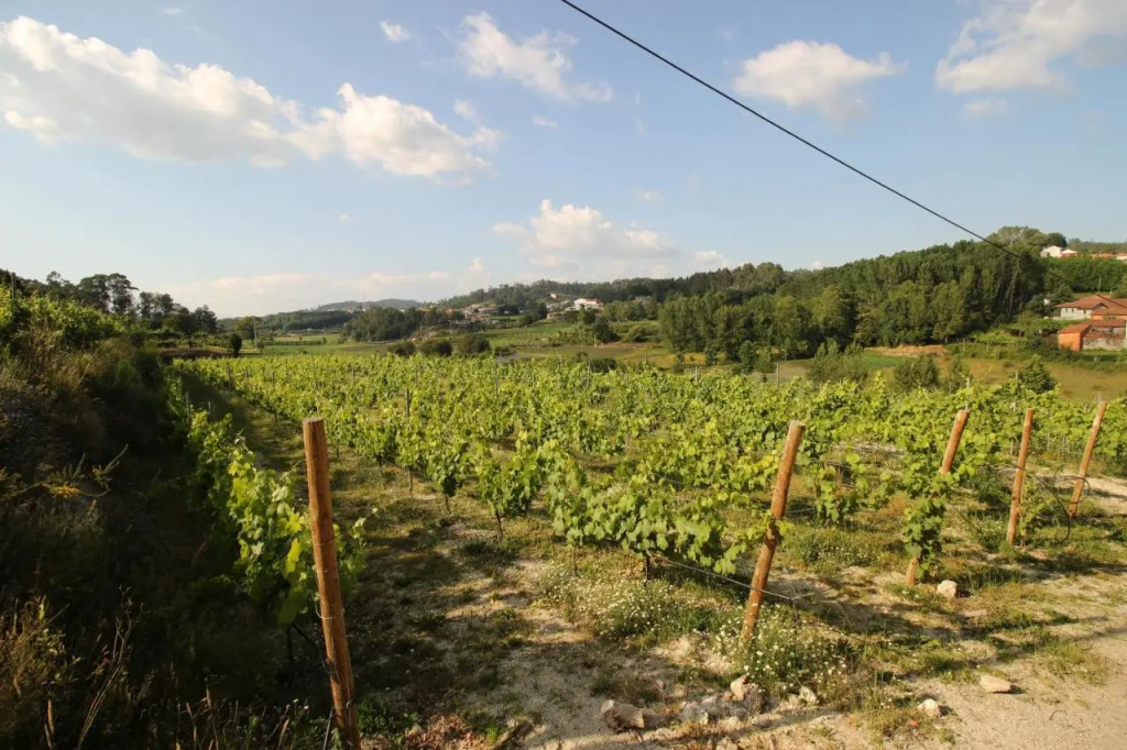 Quinta dAreda Wine&Pool Experience