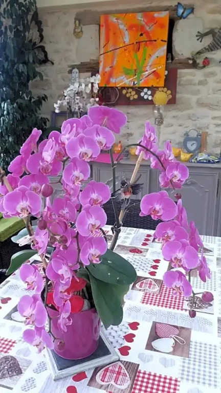Chambre dHôtes Les Orchidées FUTUROSCOPE CHASSENEUIL POITIERS