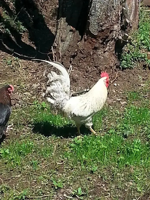 La Verte Salamandre