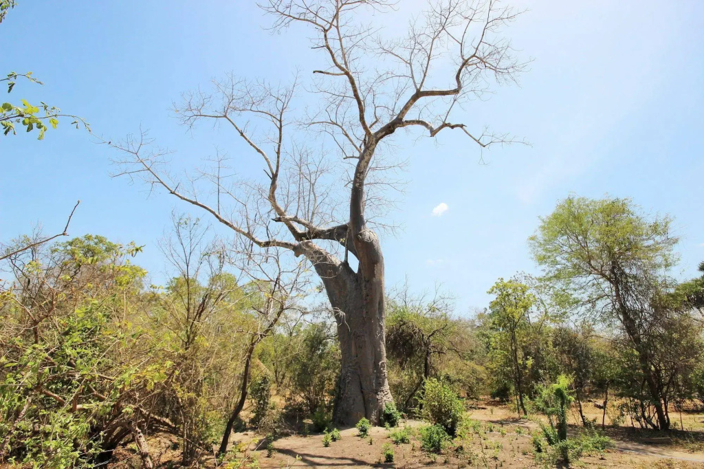 Africa Safari Selous Nyerere national park
