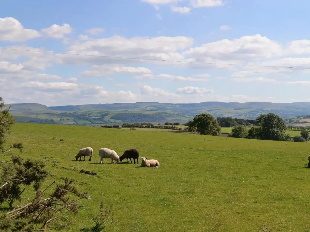 Ger Yllan