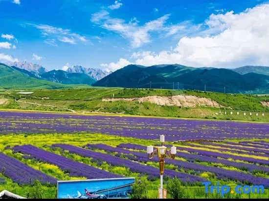 Lavender Hotel