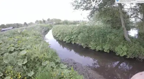 The Flintshire