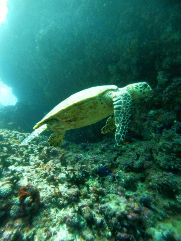 Ruka Maldives
