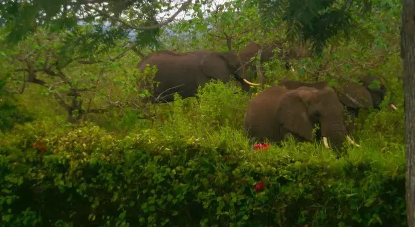 Meru Simba Lodge