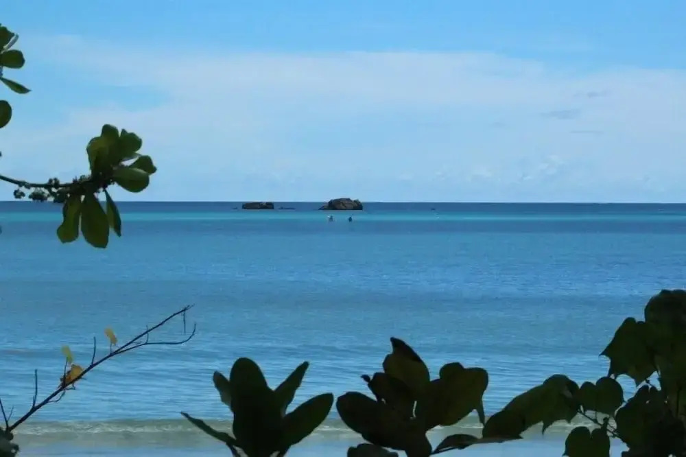 Heliconia Grove