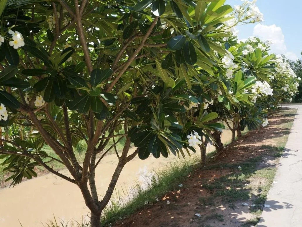 Miko Resort