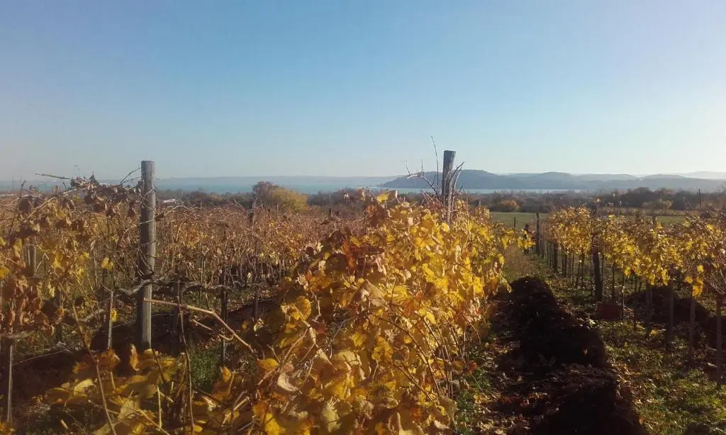 Koczor Winery & Guesthouse