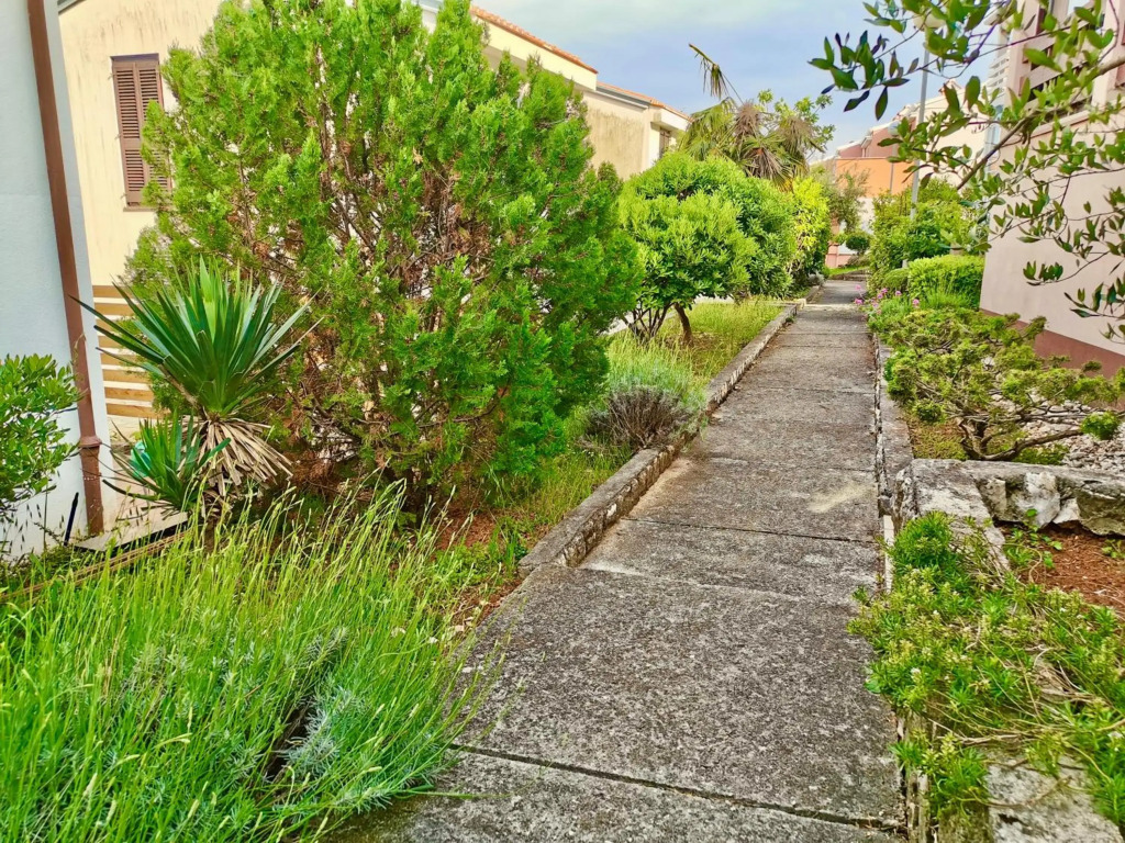 Lavandula