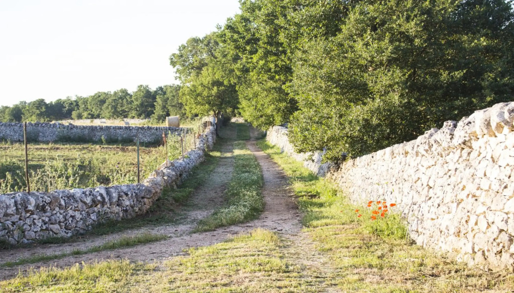 Trulli sul vignale in Masseria Santalachicca