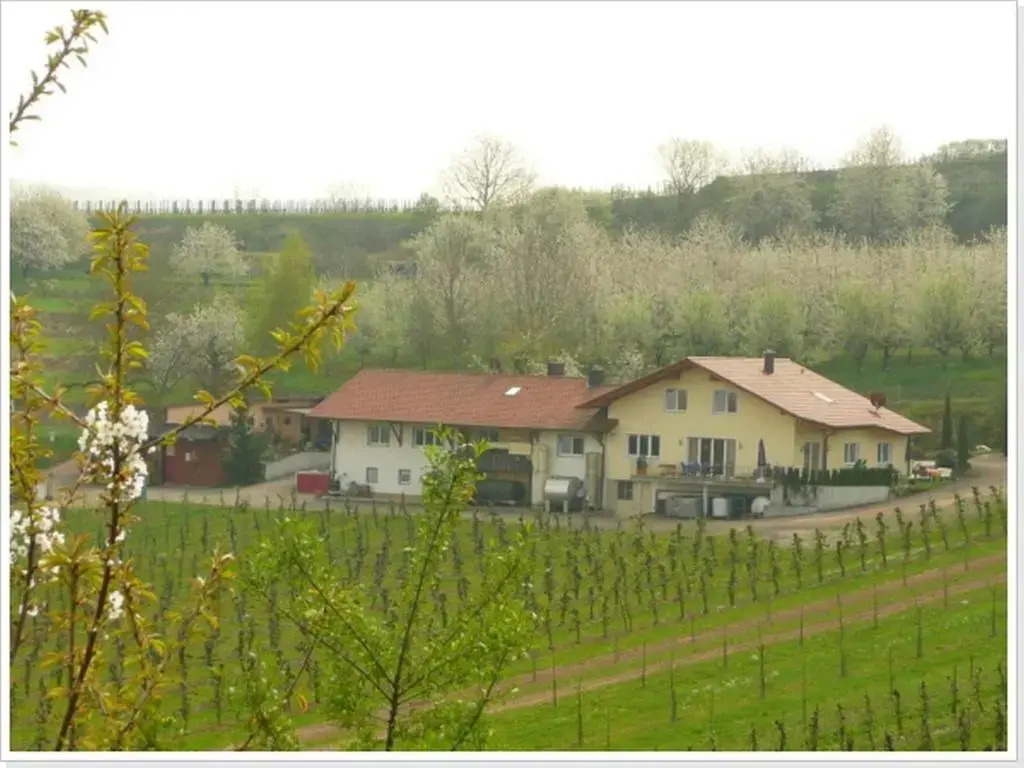 Weingut Ringwald