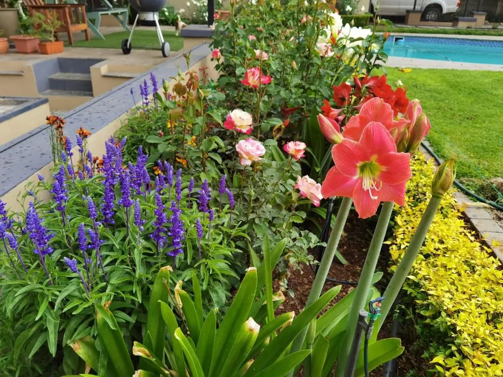 Bella Rosa