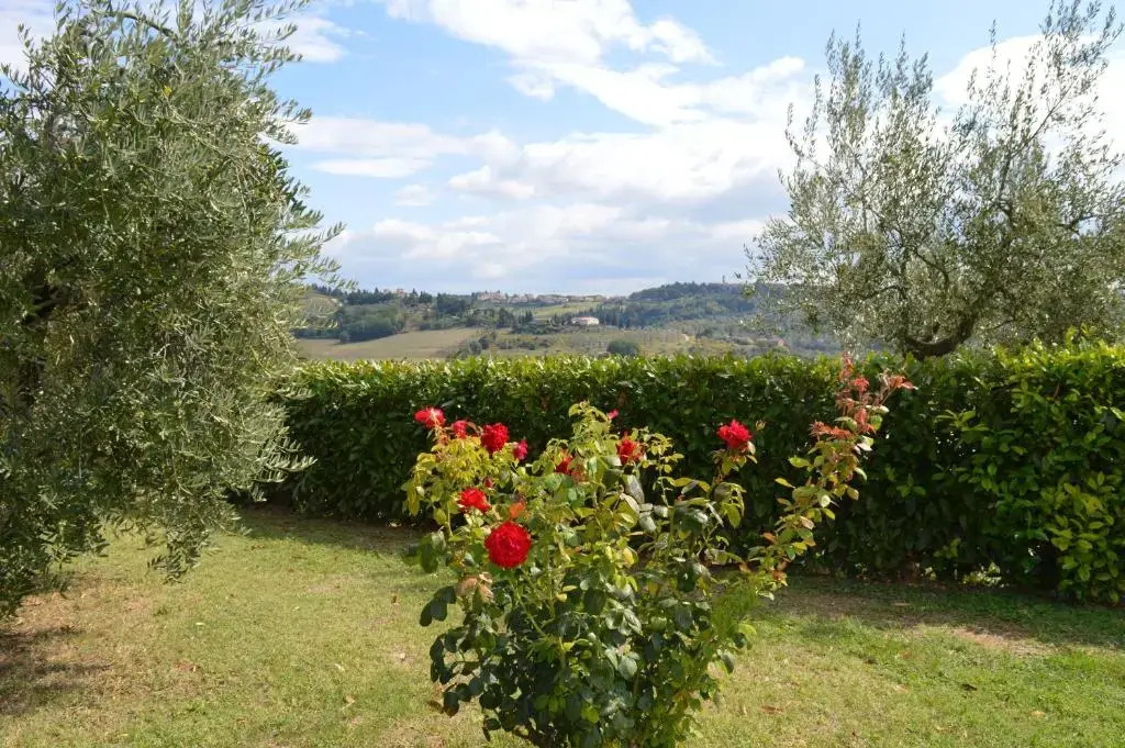 Oliveta