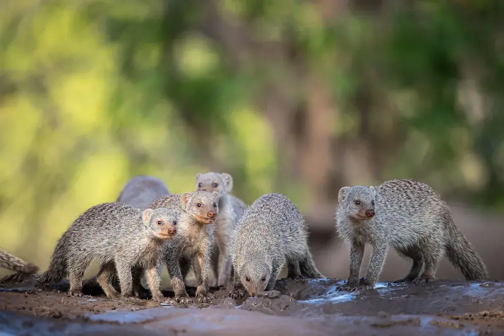 Kolokolo Safari Home – Mashatu Game Reserve