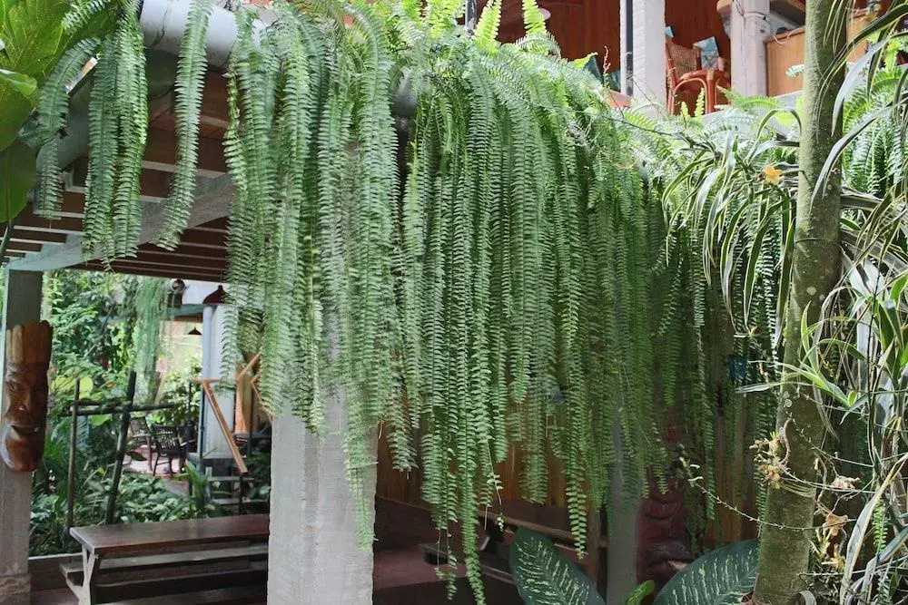 La Casa Fitzcarraldo