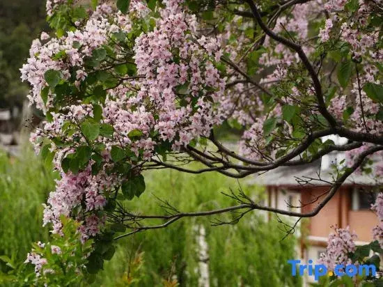 Lijiang Ruixi Xijianshu Yinluxury Fragrance Hotel