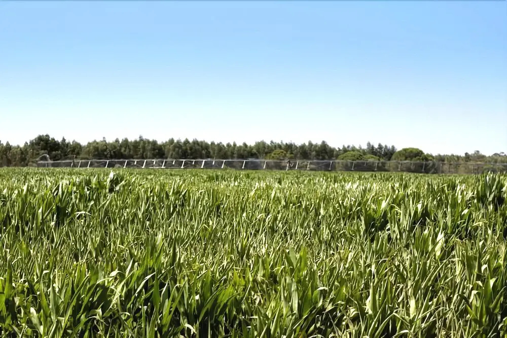 Quinta dos Álamos Agroturismo