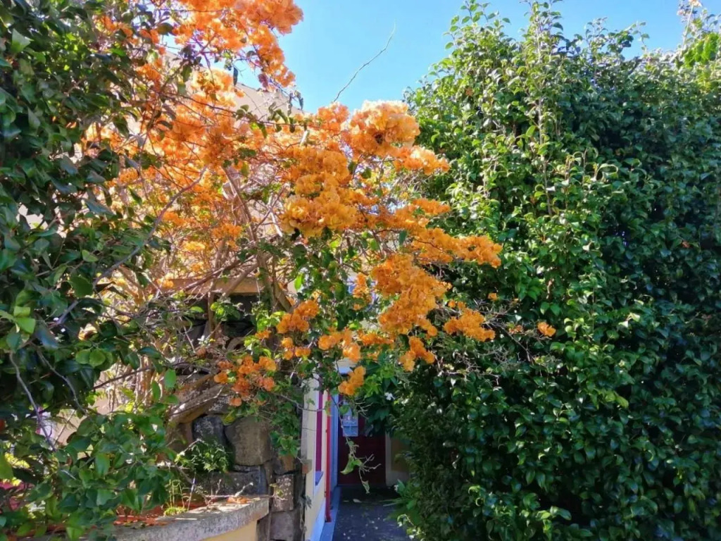 Casa da Japoneira