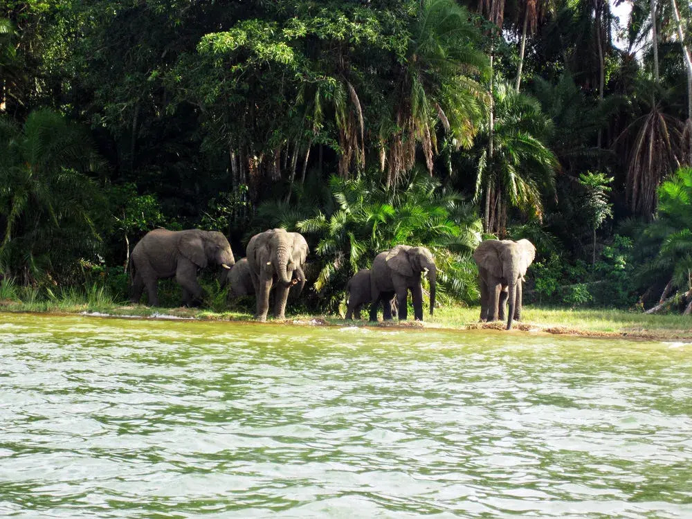 Rubondo Island Camp