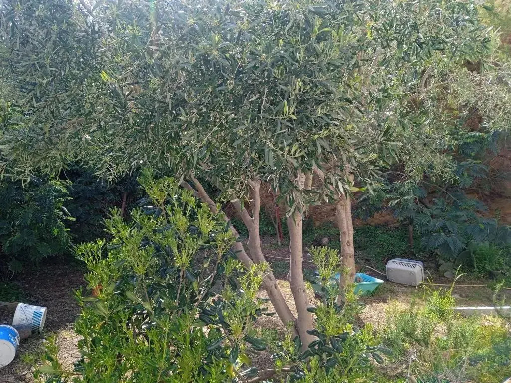 Villa Athina 3