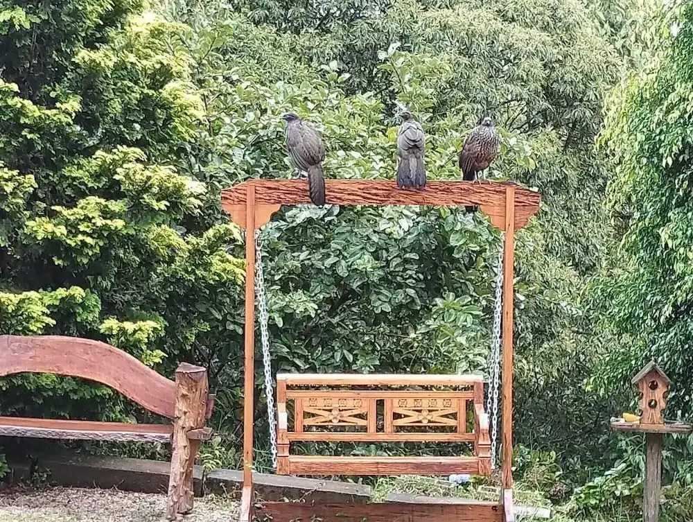 Canto dos Pássaros