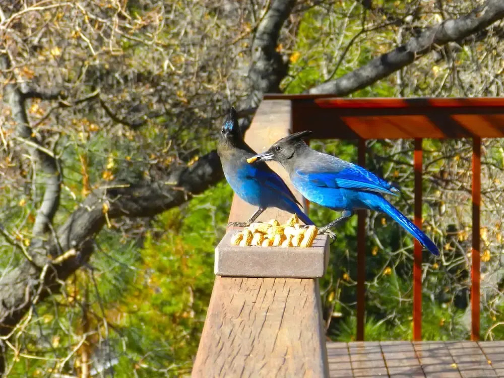 Blue Jay Chalet 2 Bedrooms 2 Bathrooms Home