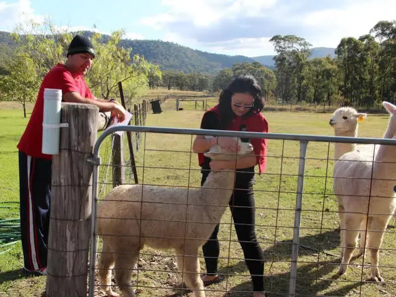 Starline Alpacas Farmstay Resort