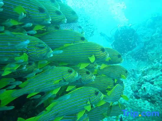 Cozzy Raja Ampat Blue Sea