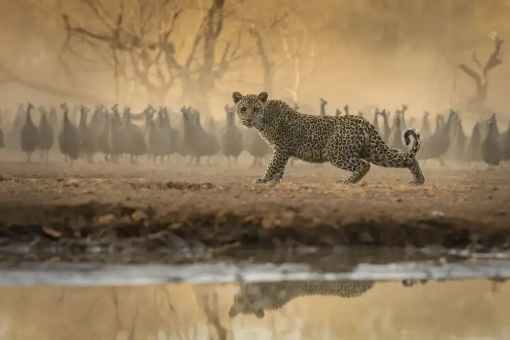 Kolokolo Safari Home – Mashatu Game Reserve