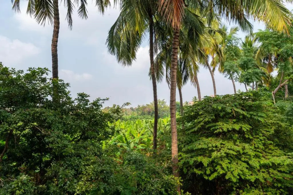 Saptami Hampi Homestay