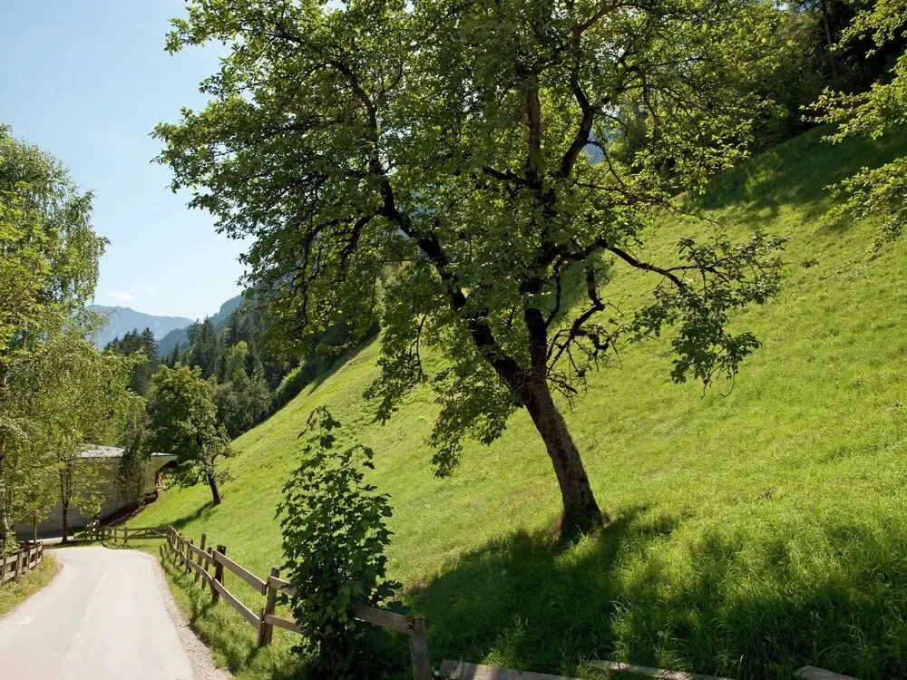 Plush Farmhouse in Ramsau im Zillertal near Ski Area