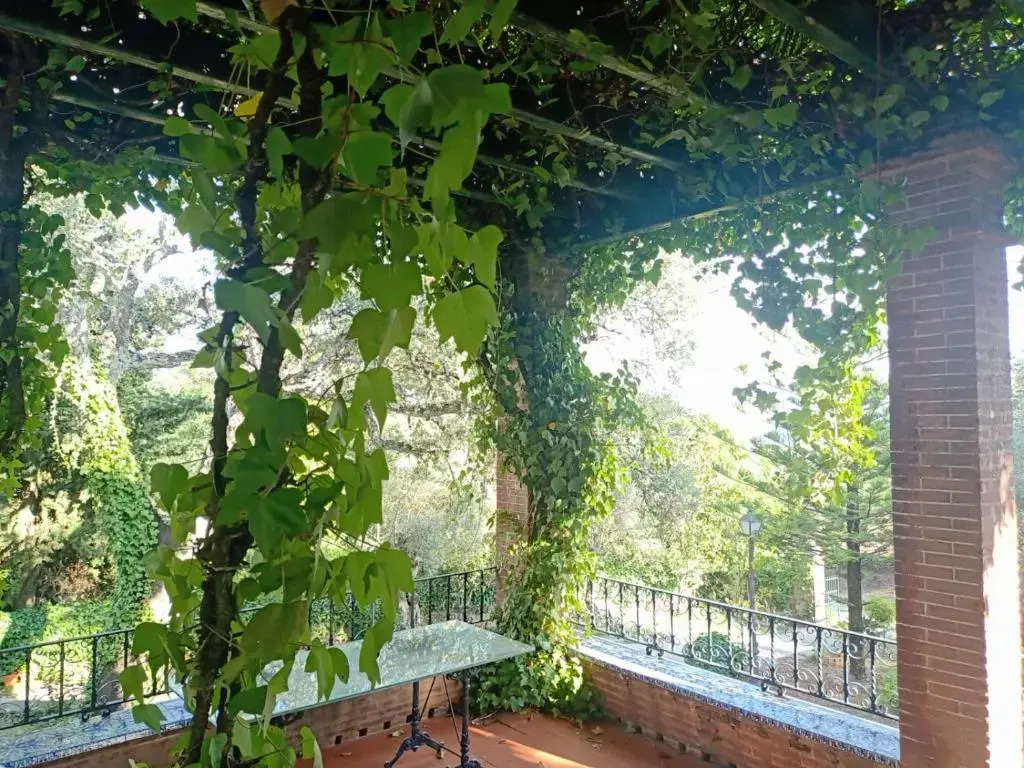 Aracenilla 7