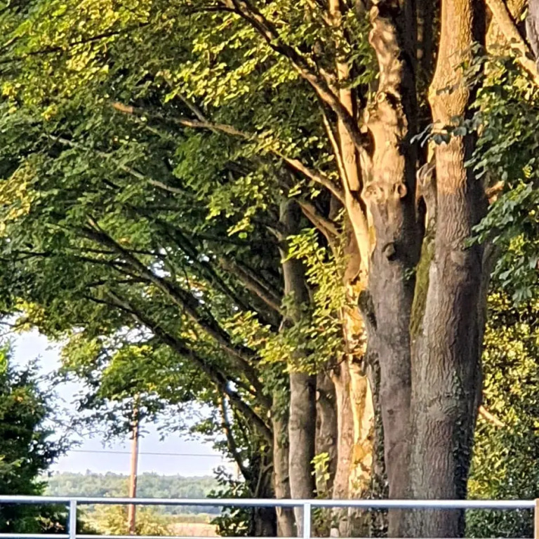 Wood Rising