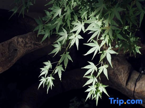 Shishe · Spring Home Inn (Dujiangyan Irrigation Project Scenic Spot Nanqiao Store)