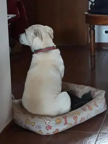 Da Franca