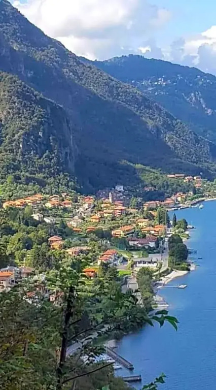 L'erica