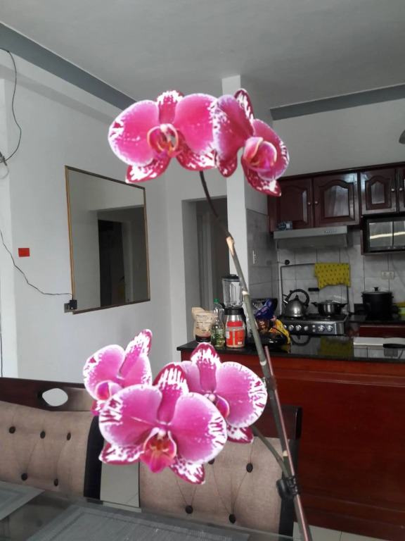 Departamento en Miraflores