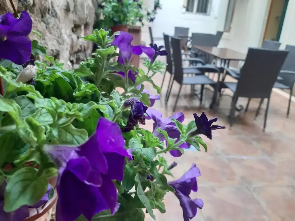 Apartment Kotor