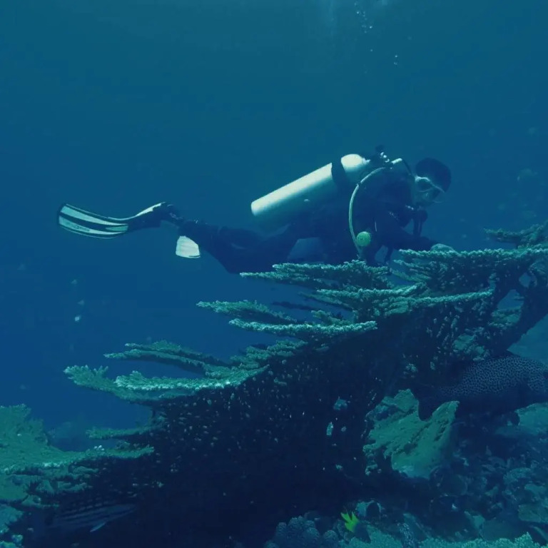 Hoga Dive Inn Wakatobi