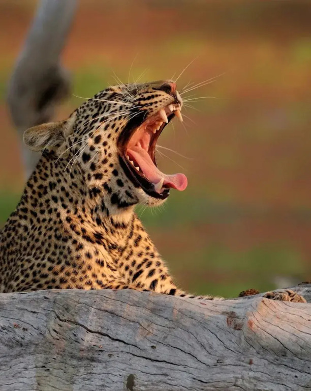 Mopani Safari Lodge