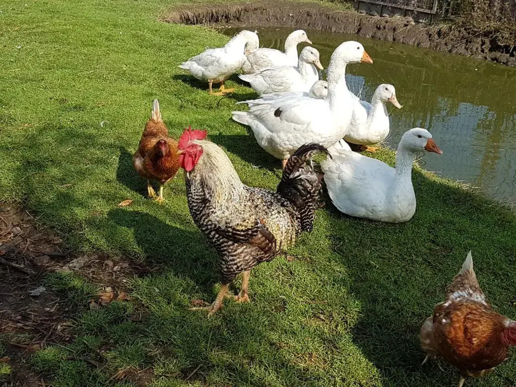 FeWo am Moorteich